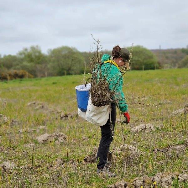 Productive Forestry Planting in County Durham