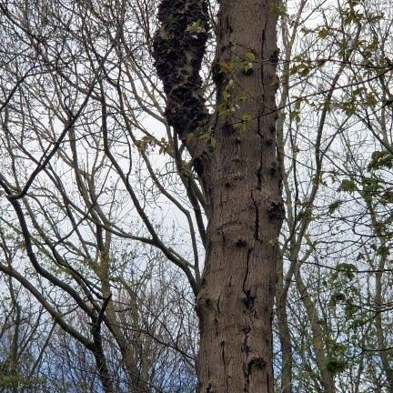 An example advanced Ash Dieback in an ancient woodland 